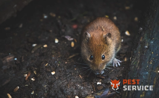 Дератизация в Великом Устюге